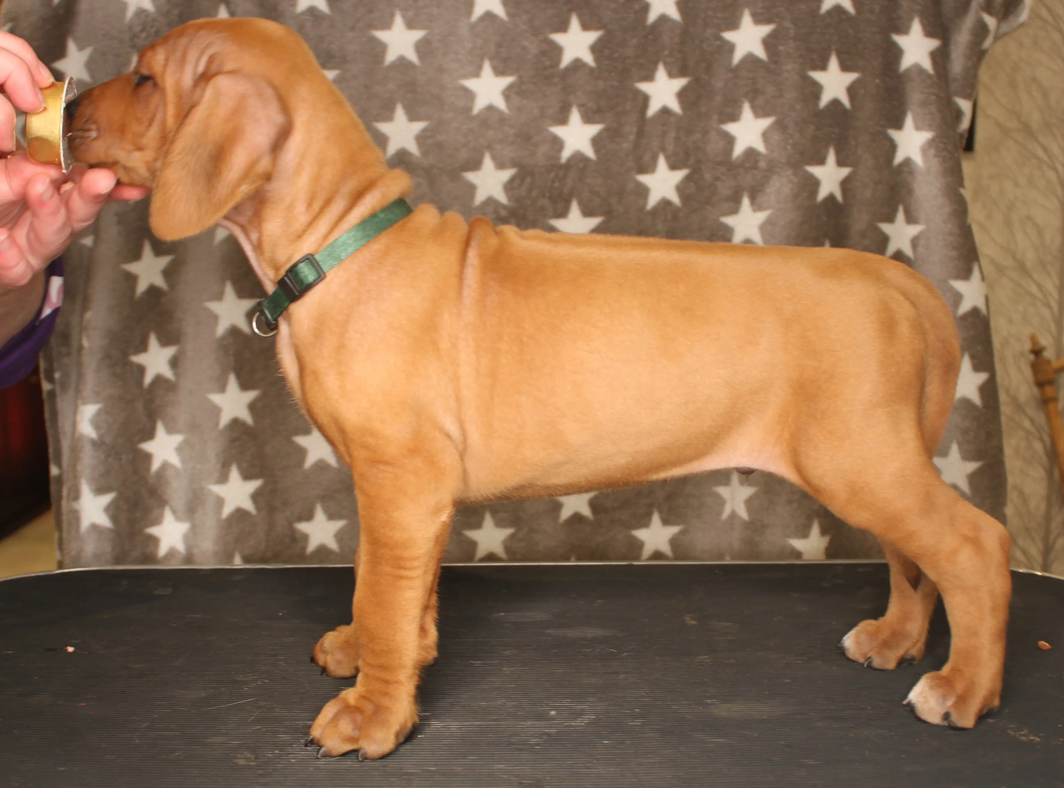 8 Valper - Rhodesian Ridgeback